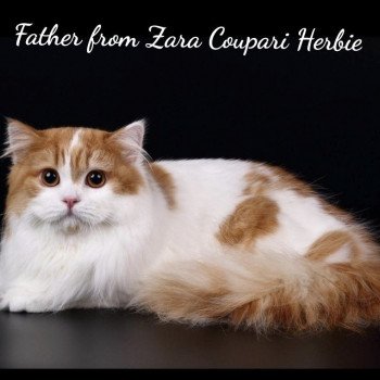 chat Scottish Fold IZZARA Paris Royal Cattery chat Scottish Fold IZZARA Paris Royal Cattery