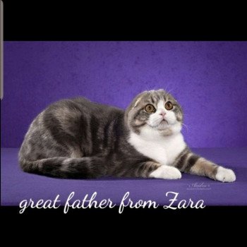 chat Scottish Fold IZZARA Paris Royal Cattery chat Scottish Fold IZZARA Paris Royal Cattery