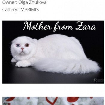 chat Scottish Fold IZZARA Paris Royal Cattery chat Scottish Fold IZZARA Paris Royal Cattery