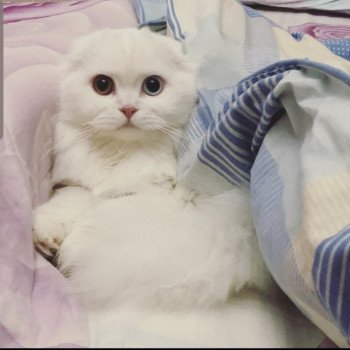 chat Scottish Fold IZZARA Paris Royal Cattery chat Scottish Fold IZZARA Paris Royal Cattery