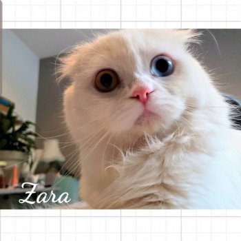 chat Scottish Fold IZZARA Paris Royal Cattery chat Scottish Fold IZZARA Paris Royal Cattery