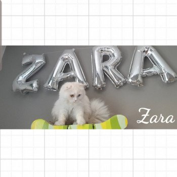 chat Scottish Fold IZZARA Paris Royal Cattery chat Scottish Fold IZZARA Paris Royal Cattery