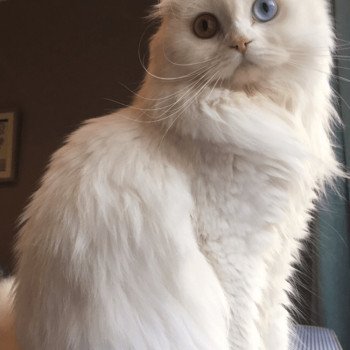 chat Scottish Fold IZZARA Paris Royal Cattery chat Scottish Fold IZZARA Paris Royal Cattery