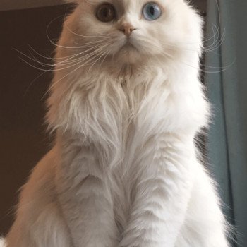 chat Scottish Fold IZZARA Paris Royal Cattery chat Scottish Fold IZZARA Paris Royal Cattery