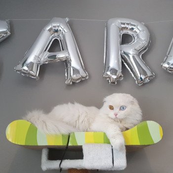 chat Scottish Fold IZZARA Paris Royal Cattery chat Scottish Fold IZZARA Paris Royal Cattery