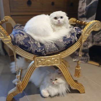 chat Highland Fold white IZZARA Paris Royal Cattery chat Highland Fold white IZZARA Paris Royal Cattery
