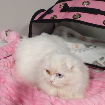 chat Highland Fold white IZZARA Paris Royal Cattery chat Highland Fold white IZZARA Paris Royal Cattery
