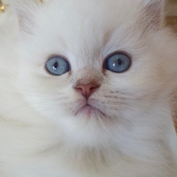 chaton British Longhair blue golden shaded point Pamella Paris Royal Cattery