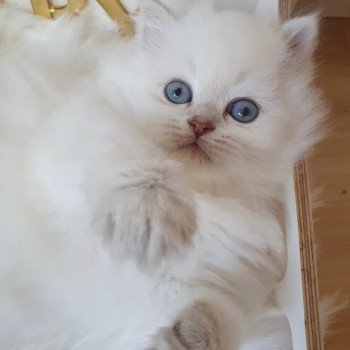 chaton British Longhair blue golden shaded point Pamella Paris Royal Cattery