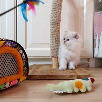 chaton British Longhair blue golden shaded point Pamella Paris Royal Cattery