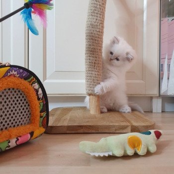 chaton British Longhair blue golden shaded point Pamella Paris Royal Cattery