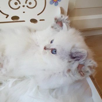 chaton British Longhair blue golden shaded point Pamella Paris Royal Cattery