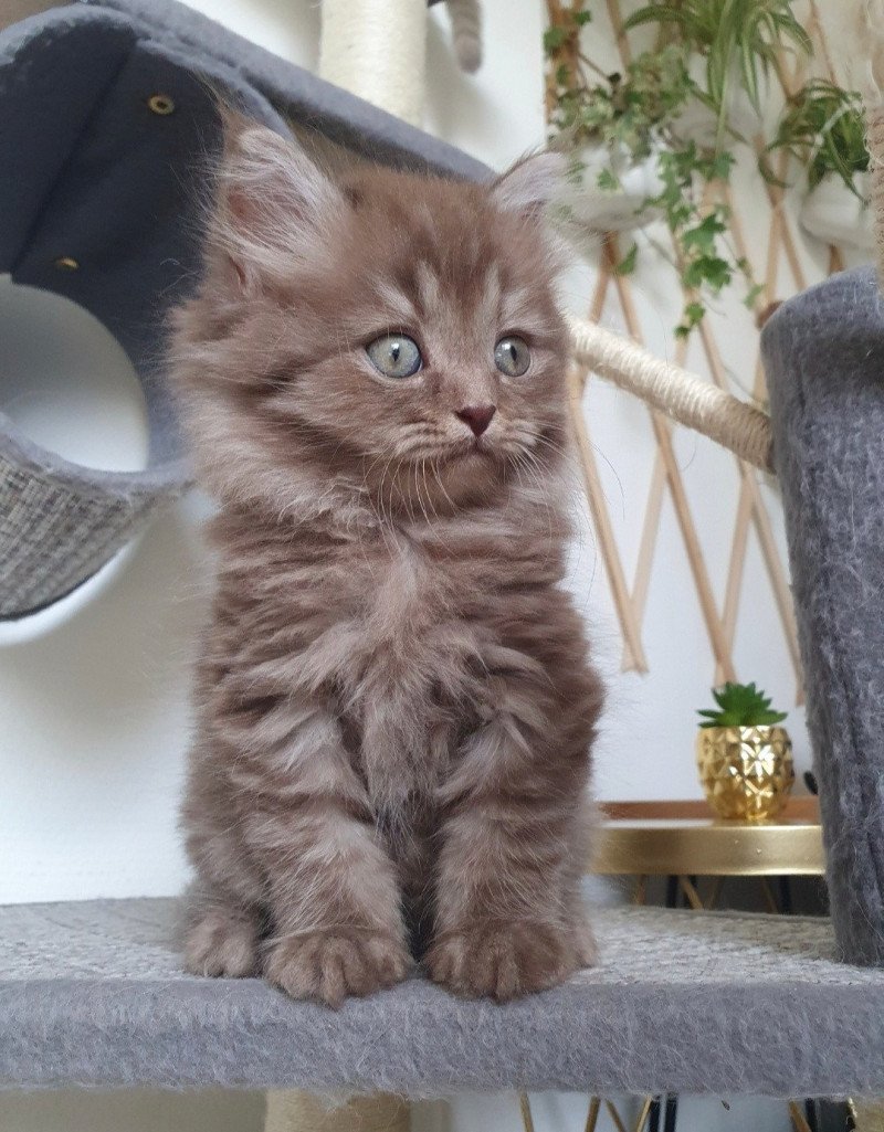 Pikachu From Paris Royal Mâle British Longhair