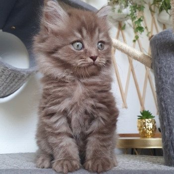 chaton British Longhair smoke Pikachu Paris Royal Cattery