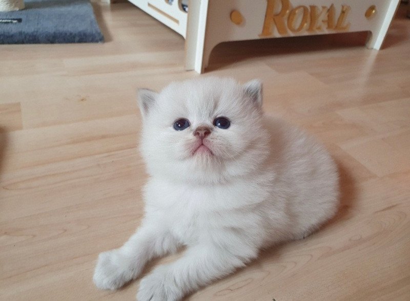 Leo From Paris Royal Mâle British Longhair