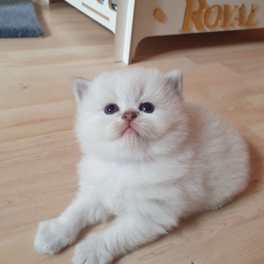 Leo From Paris Royal Mâle British Longhair