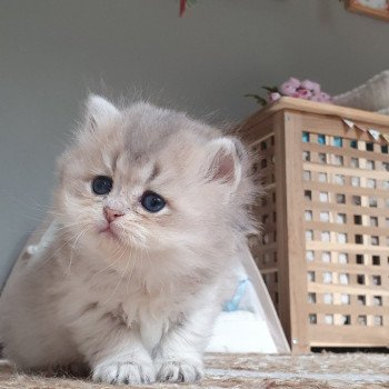 chaton British Longhair blue golden shaded Schtroumfette Paris Royal Cattery