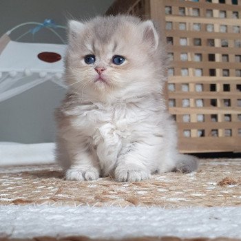 chaton British Longhair blue golden shaded Schtroumfette Paris Royal Cattery