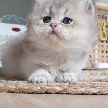 chaton British Longhair blue golden shaded Schtroumfette Paris Royal Cattery