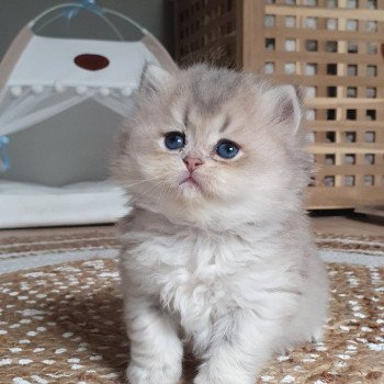 chaton British Longhair blue golden shaded Schtroumfette Paris Royal Cattery
