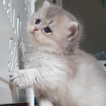 chaton British Longhair blue golden shaded Schtroumfette Paris Royal Cattery