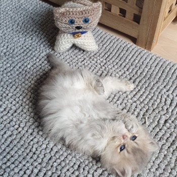 chaton British Longhair blue golden shaded Schtroumfette Paris Royal Cattery