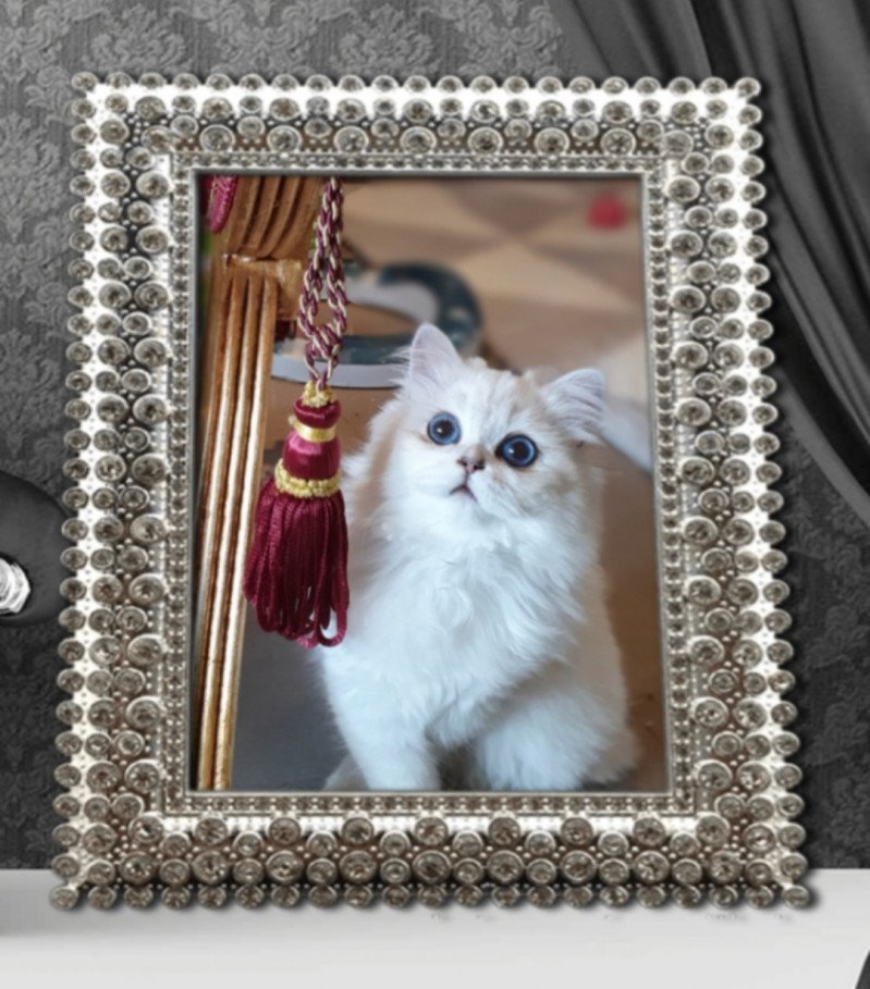 Sheerlea Femelle British Longhair