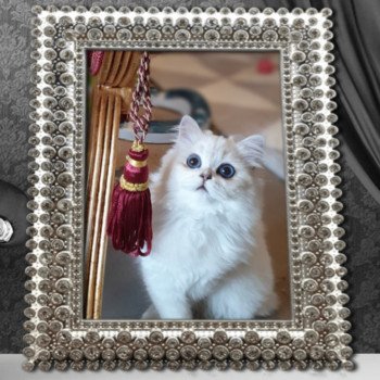 chat British Longhair silver shaded Sheerlea Paris Royal Cattery chat British Longhair silver shaded Sheerlea Paris Royal Cattery