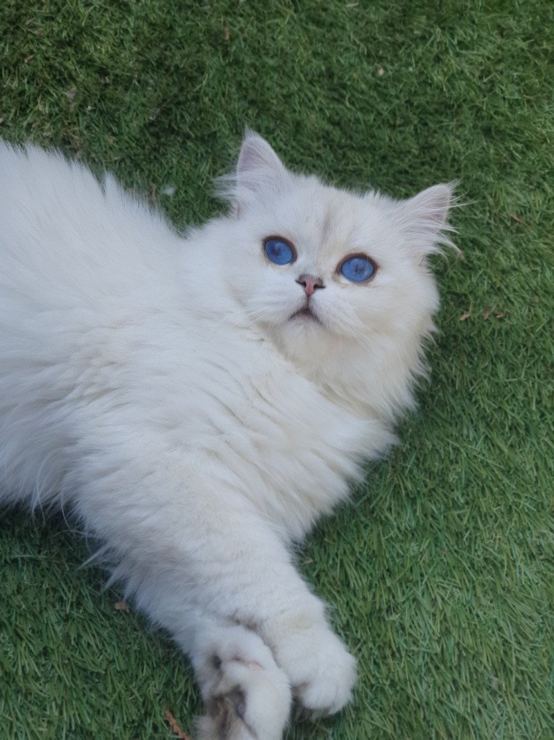 Sheerlea Femelle British Longhair Sheerlea Femelle British Longhair