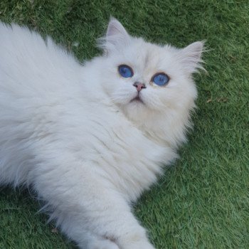 Sheerlea Femelle British Longhair