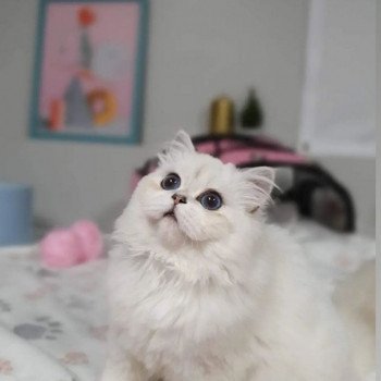 chat British Longhair silver shaded Sheerlea Paris Royal Cattery chat British Longhair silver shaded Sheerlea Paris Royal Cattery