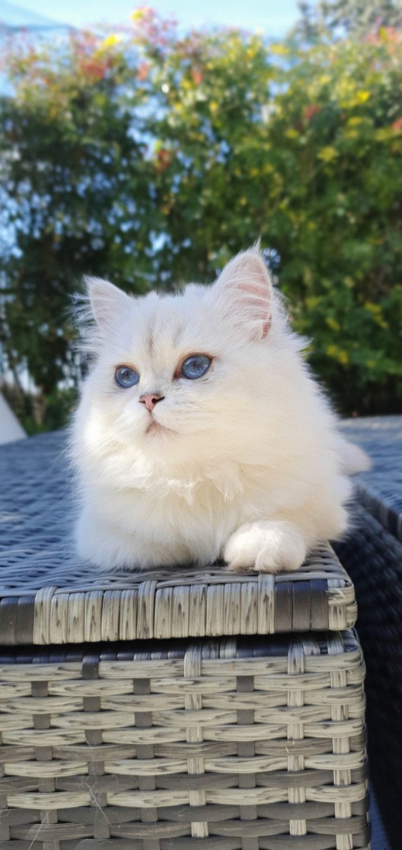 Sheerlea Femelle British Longhair