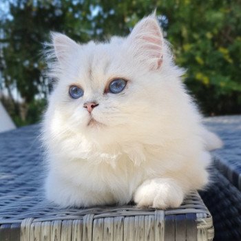 chat British Longhair Sheerlea Paris Royal Cattery chat British Longhair Sheerlea Paris Royal Cattery