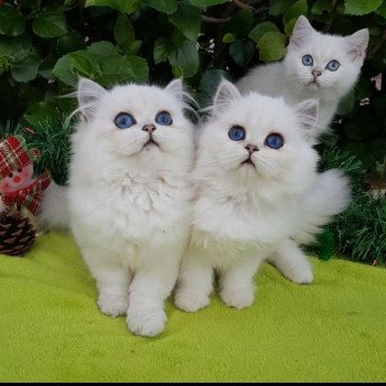 chat British Longhair Sheerlea Paris Royal Cattery chat British Longhair Sheerlea Paris Royal Cattery