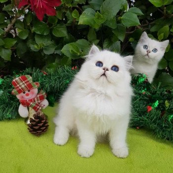 chat British Longhair Sheerlea Paris Royal Cattery chat British Longhair Sheerlea Paris Royal Cattery