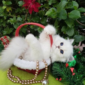 chat British Longhair Sheerlea Paris Royal Cattery chat British Longhair Sheerlea Paris Royal Cattery