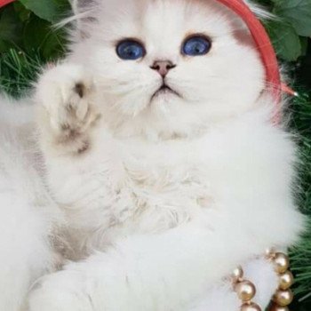 chat British Longhair Sheerlea Paris Royal Cattery chat British Longhair Sheerlea Paris Royal Cattery
