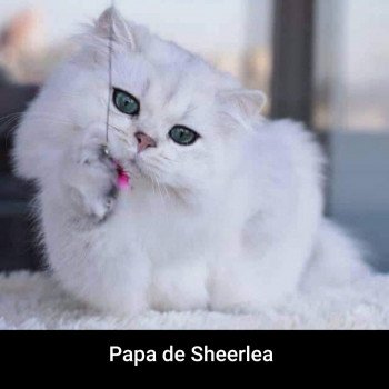chat British Longhair Sheerlea Paris Royal Cattery chat British Longhair Sheerlea Paris Royal Cattery