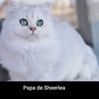 chat British Longhair Sheerlea Paris Royal Cattery chat British Longhair Sheerlea Paris Royal Cattery