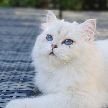 chat British Longhair Sheerlea Paris Royal Cattery chat British Longhair Sheerlea Paris Royal Cattery