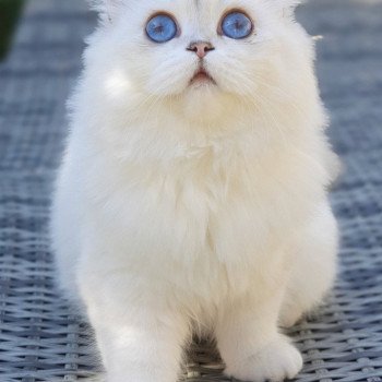 chat British Longhair Sheerlea Paris Royal Cattery chat British Longhair Sheerlea Paris Royal Cattery