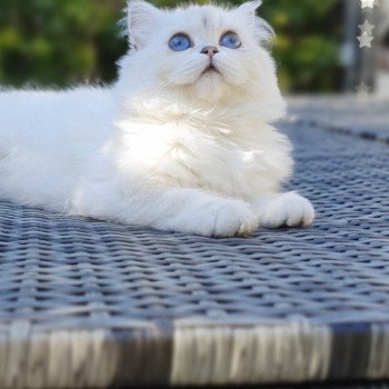 chat British Longhair Sheerlea Paris Royal Cattery chat British Longhair Sheerlea Paris Royal Cattery