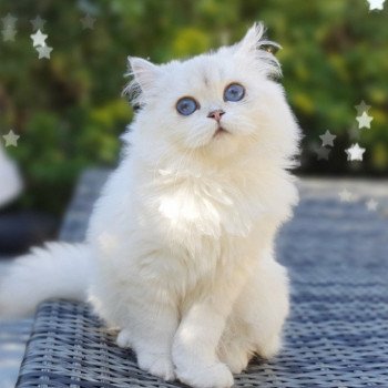 chat British Longhair Sheerlea Paris Royal Cattery chat British Longhair Sheerlea Paris Royal Cattery
