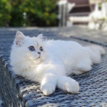 chat British Longhair Sheerlea Paris Royal Cattery chat British Longhair Sheerlea Paris Royal Cattery