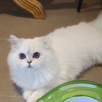 chat British Longhair Sheerlea Paris Royal Cattery chat British Longhair Sheerlea Paris Royal Cattery