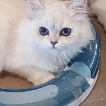 chat British Longhair Sheerlea Paris Royal Cattery chat British Longhair Sheerlea Paris Royal Cattery