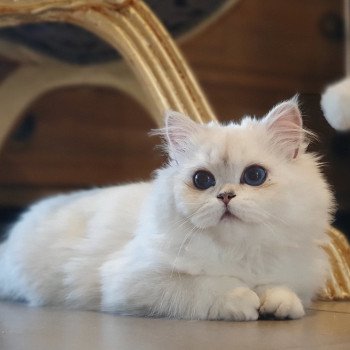chat British Longhair Sheerlea Paris Royal Cattery chat British Longhair Sheerlea Paris Royal Cattery