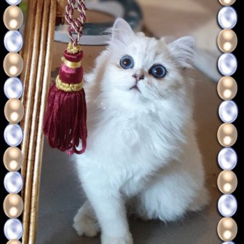 chat British Longhair Sheerlea Paris Royal Cattery chat British Longhair Sheerlea Paris Royal Cattery