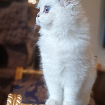 chat British Longhair Sheerlea Paris Royal Cattery chat British Longhair Sheerlea Paris Royal Cattery