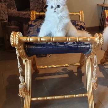 chat British Longhair Sheerlea Paris Royal Cattery
